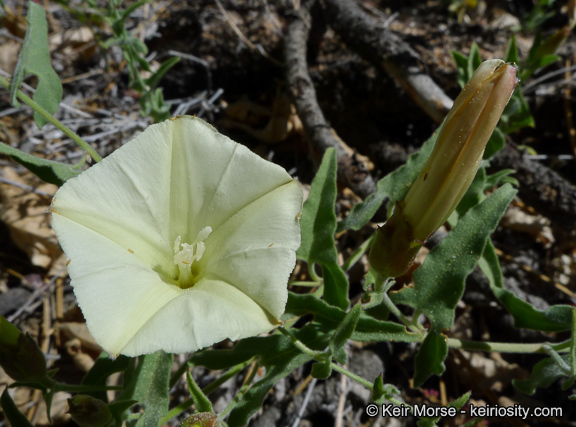 Image of chaparral false bindweed