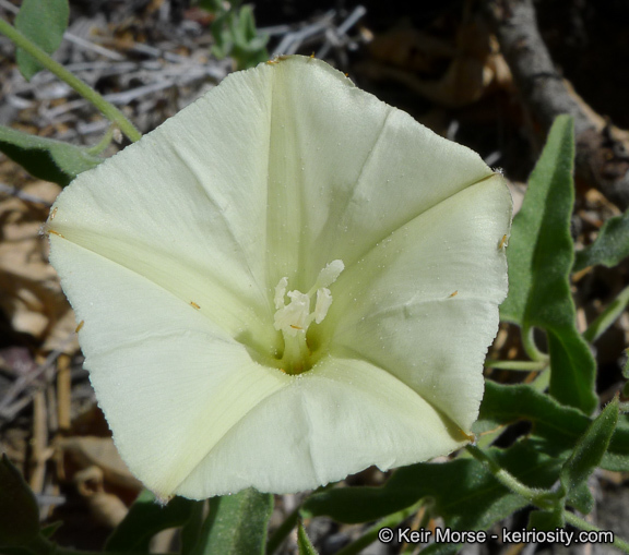 Image of chaparral false bindweed