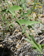 Image of chaparral false bindweed