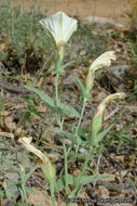 Image of chaparral false bindweed