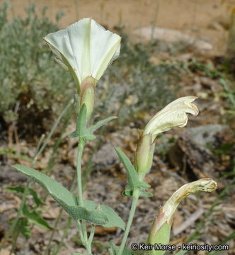 Image of chaparral false bindweed