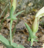 Image of chaparral false bindweed