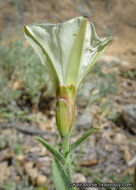 Image of chaparral false bindweed