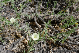 Image of chaparral false bindweed