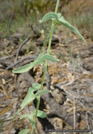 Image of chaparral false bindweed