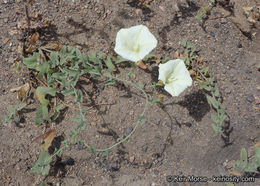 Image of chaparral false bindweed