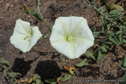 Image of chaparral false bindweed