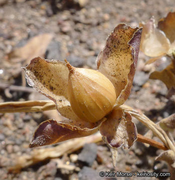 Image of chaparral false bindweed