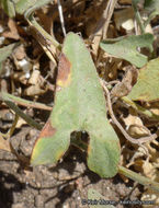 Image of chaparral false bindweed