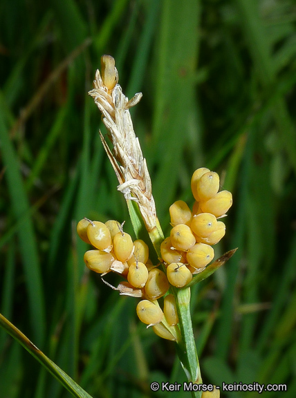 Image of golden sedge