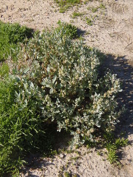 Image of waxy saltbush