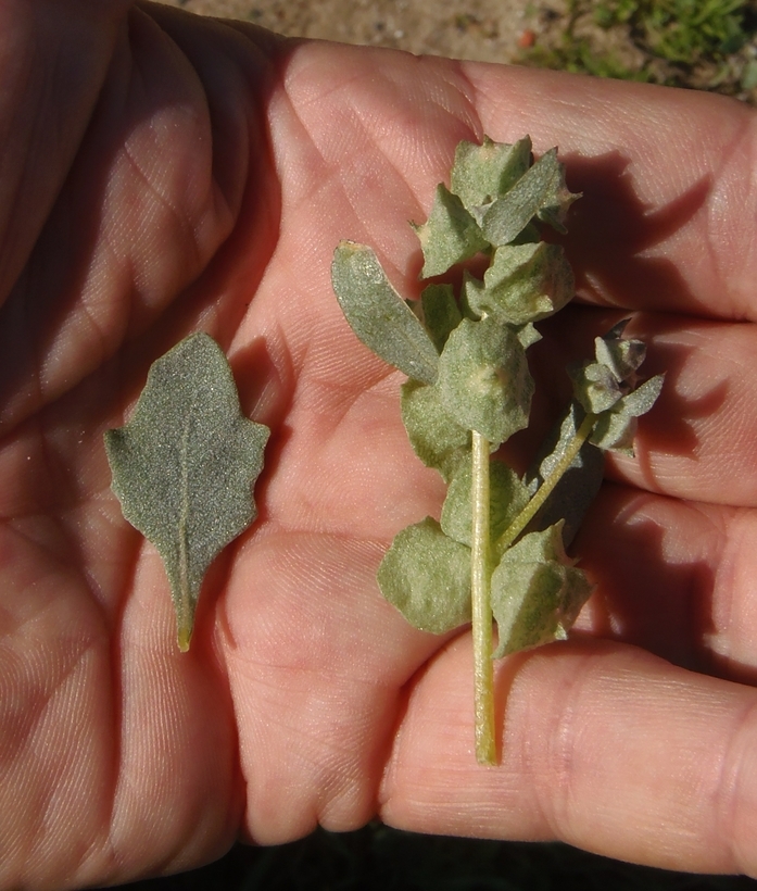 Image of waxy saltbush