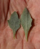 Image of waxy saltbush