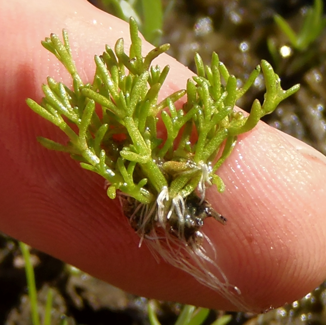 Слика од Crassula aquatica (L.) Schönl.