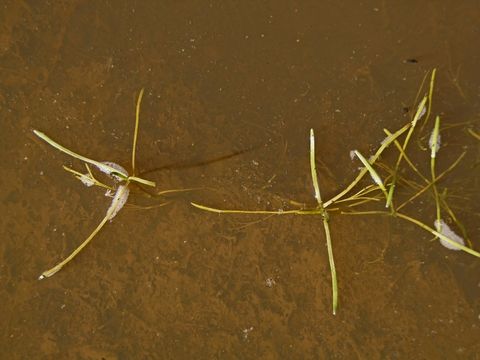 Image of Beaked Tasselweed