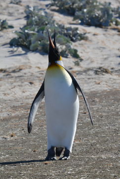 Image of King Penguin