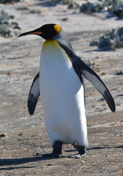 Image of King Penguin