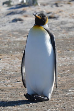 Image of King Penguin