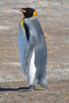 Image of King Penguin