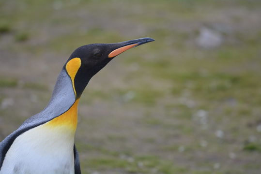 Image of King Penguin