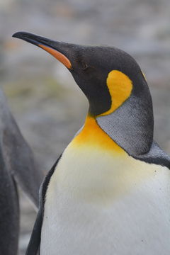 Image of King Penguin