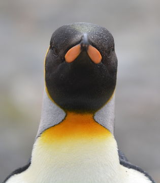 Image of King Penguin