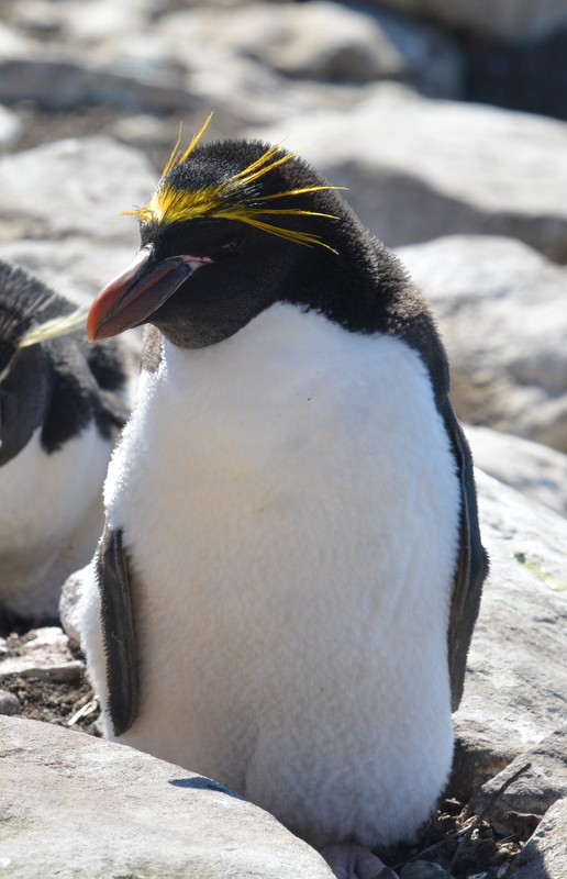 Macaroni penguin - Wikipedia
