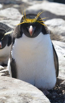 Image of Macaroni Penguin