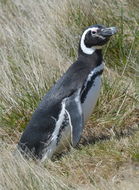 Image of Magellanic Penguin