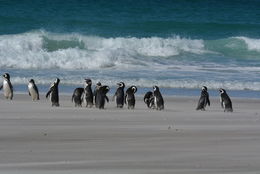 Image of Magellanic Penguin