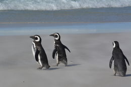 Image of Magellanic Penguin