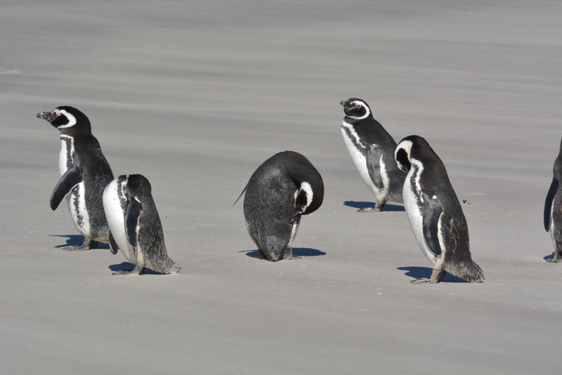 Image of Magellanic Penguin