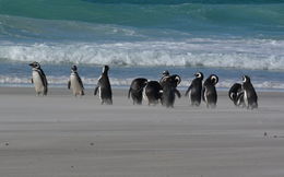 Image of Magellanic Penguin