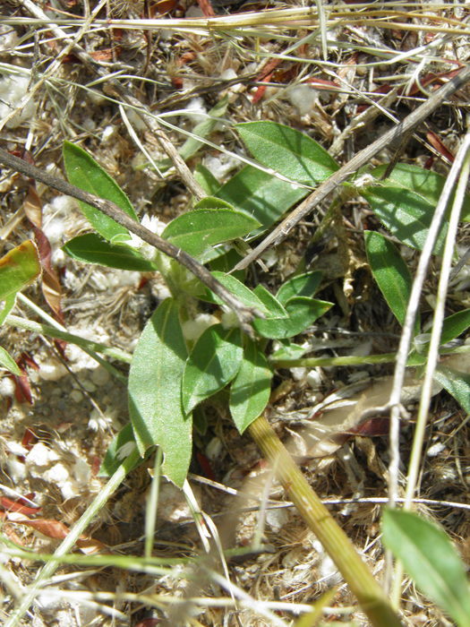 Image of Sonoran globe amaranth