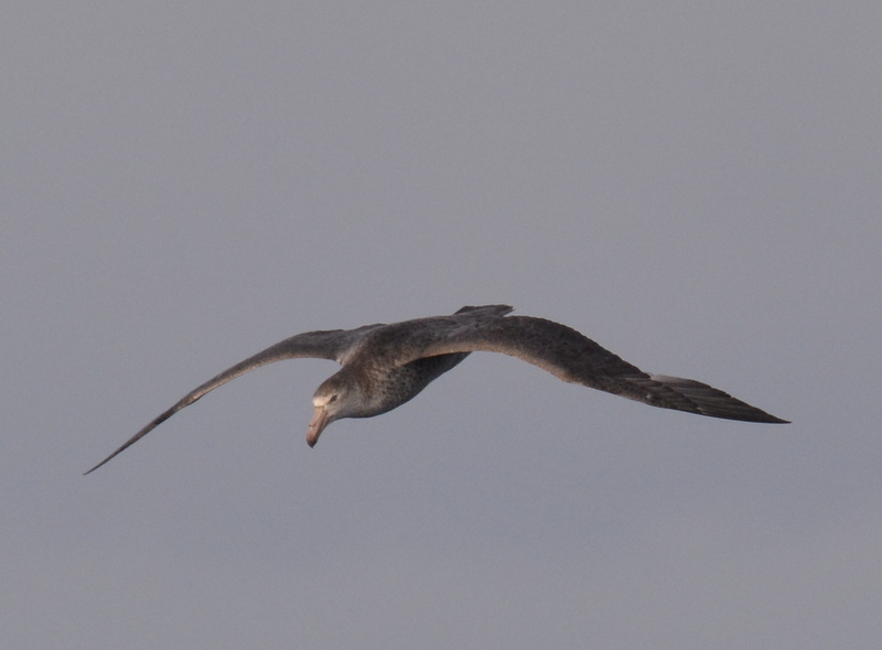 Image of Hall's Giant-Petrel