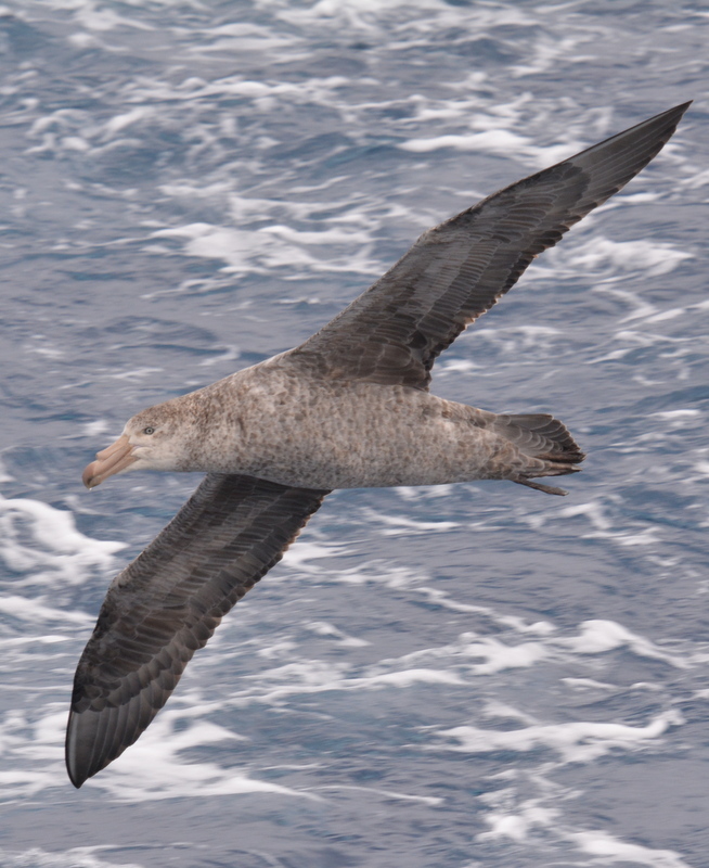 Image of Hall's Giant-Petrel