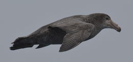 Image of Hall's Giant-Petrel