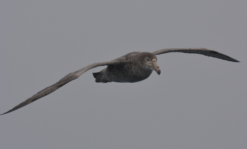 Image of Hall's Giant-Petrel