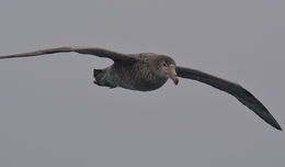 Image of Hall's Giant-Petrel