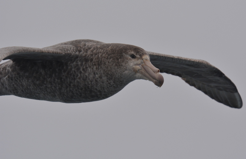 Image of Hall's Giant-Petrel