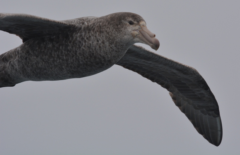 Image of Hall's Giant-Petrel