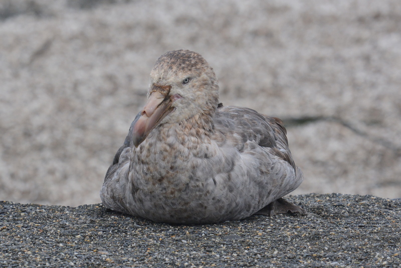 Image of Hall's Giant-Petrel