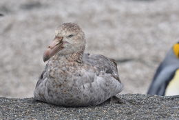 Image of Hall's Giant-Petrel