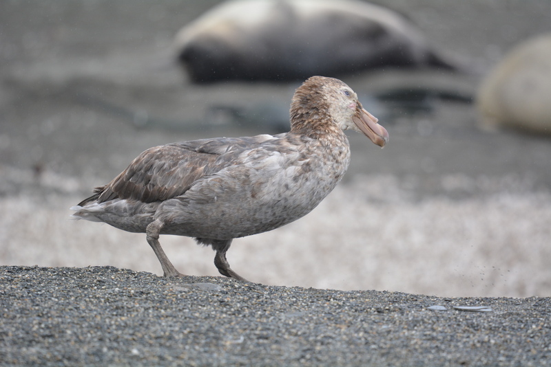 Image of Hall's Giant-Petrel