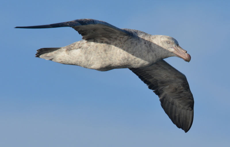 Image of Hall's Giant-Petrel