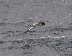 Image of Cape Petrel