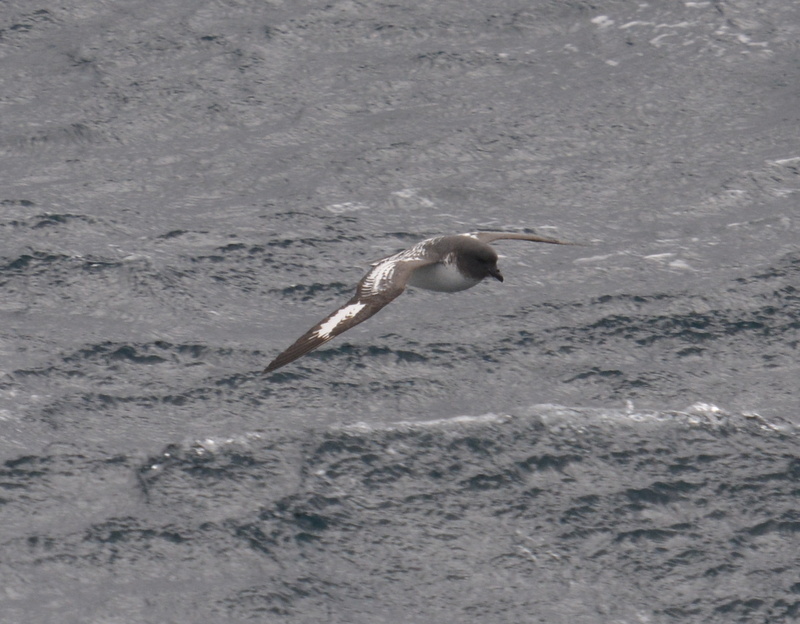 Image of Cape Petrel