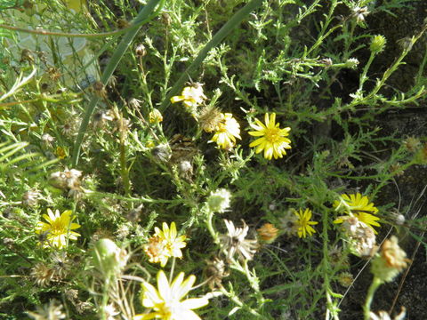 Image of Lacy Sleepy Daisy