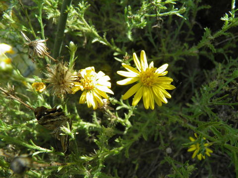 Sivun Xanthisma spinulosum (Pursh) D. R. Morgan & R. L. Hartman kuva