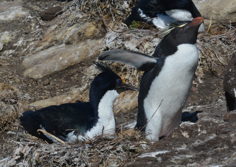 Image of Rockhopper Penguin